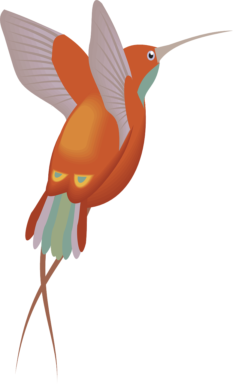 red orange hummingbird free photo