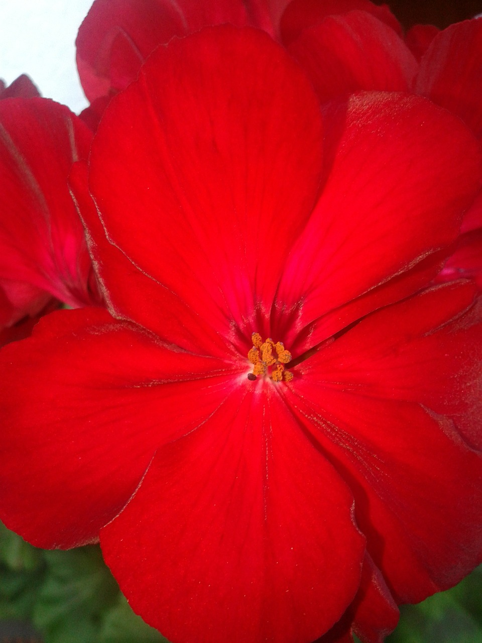 red macro geranium free photo