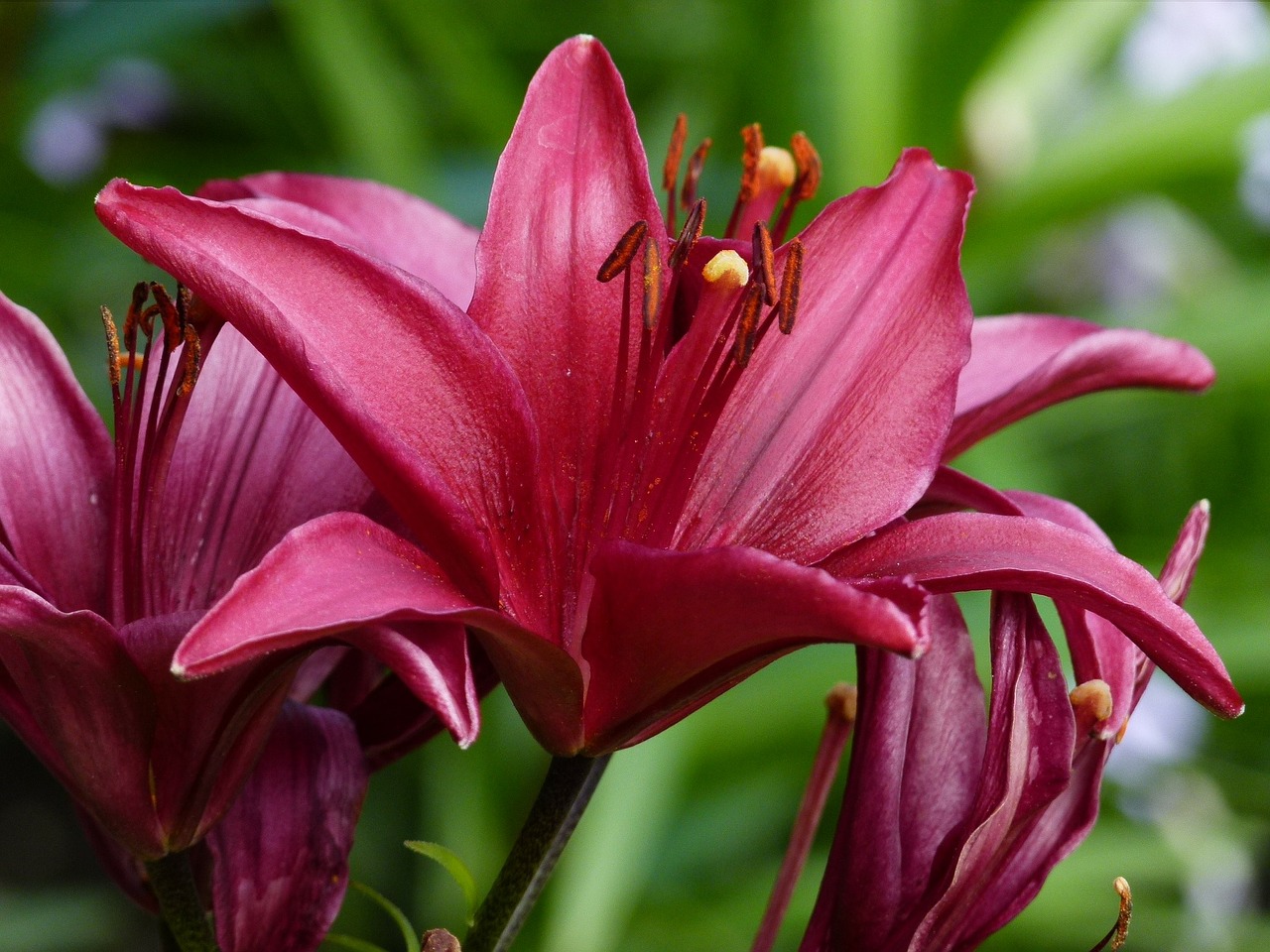red lily garden free photo