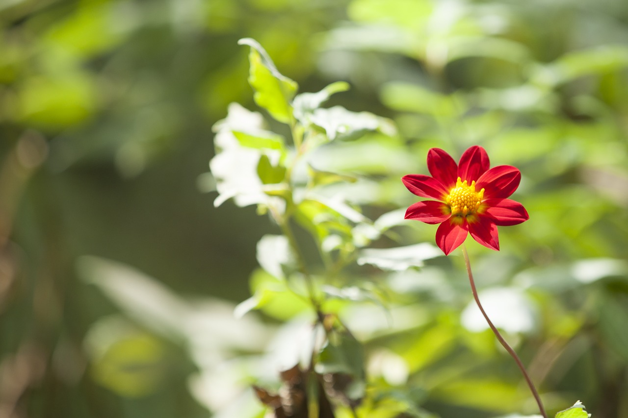 red flower garden free photo