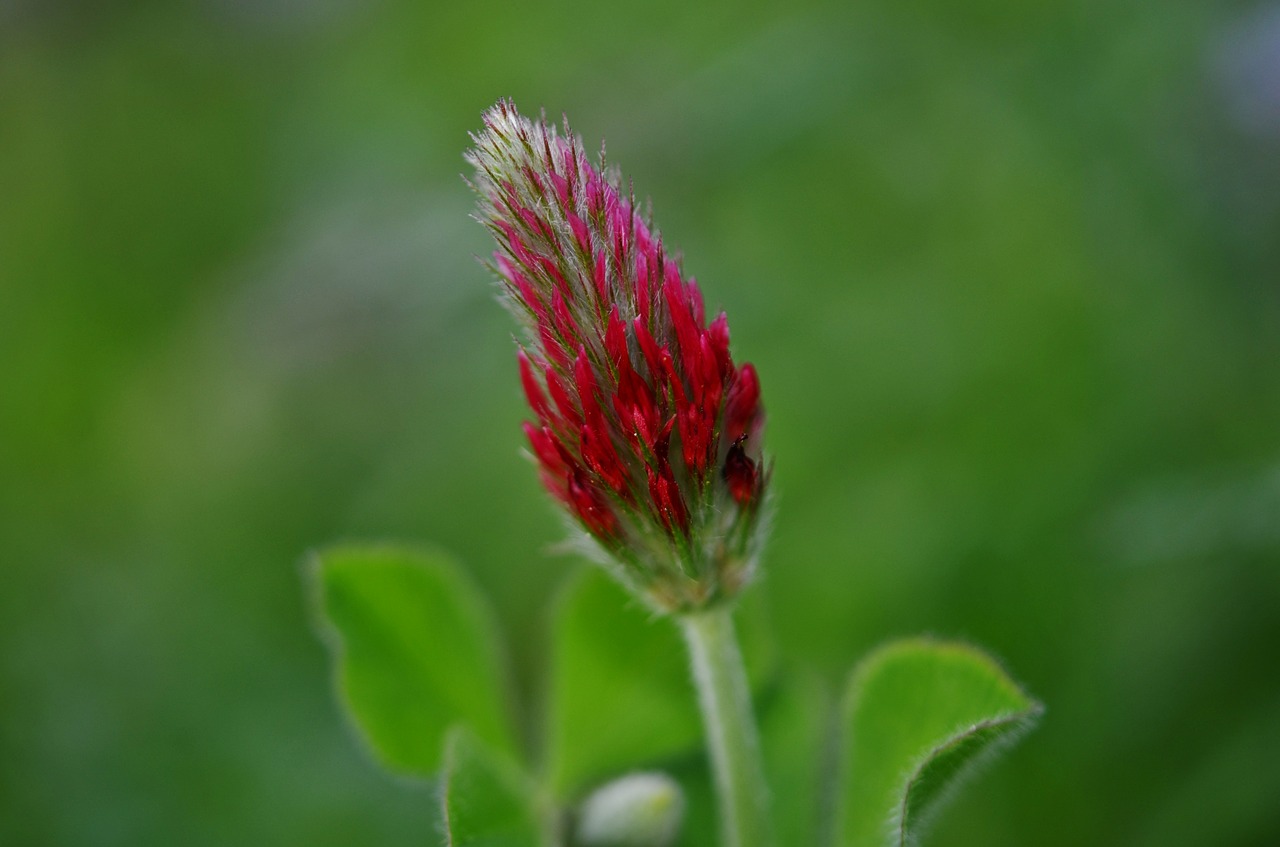 red nature flower free photo