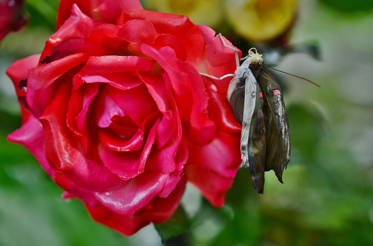 red rose nature free photo