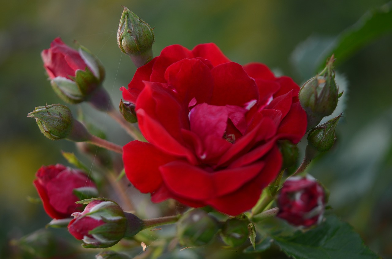 red roses flower free photo