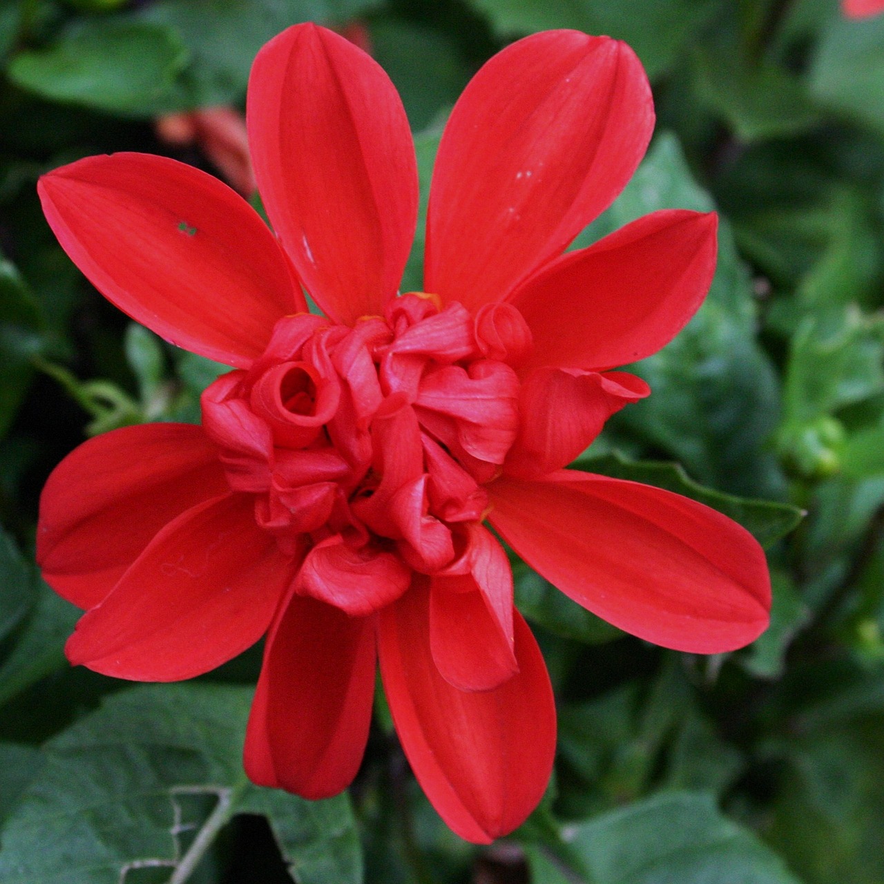 red flower summer free photo