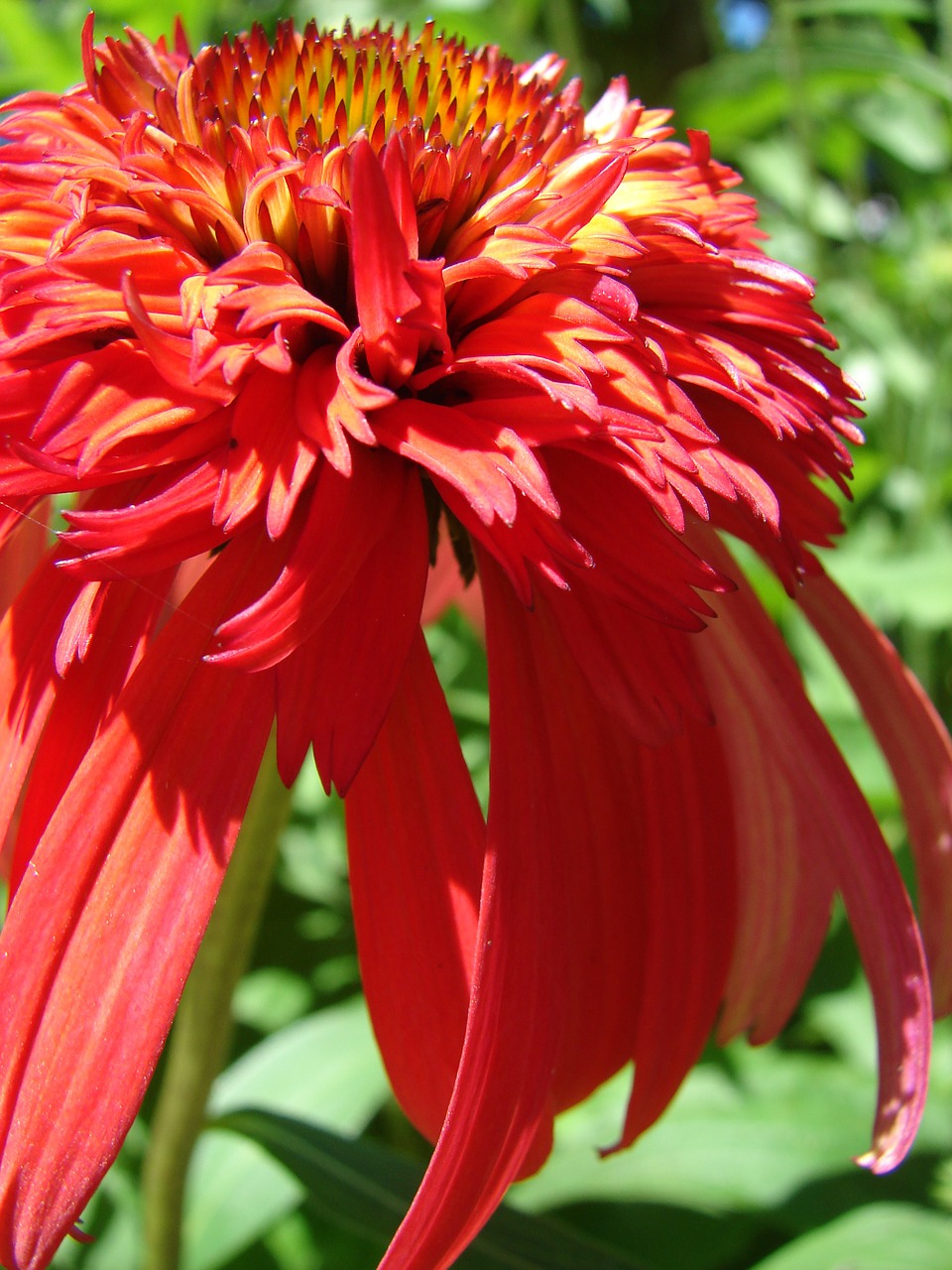 red echinacea purpurea free photo