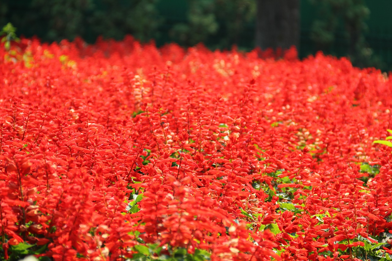 red flower floral free photo