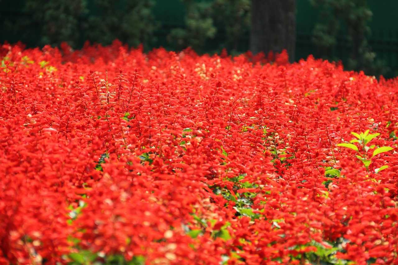 red flower floral free photo