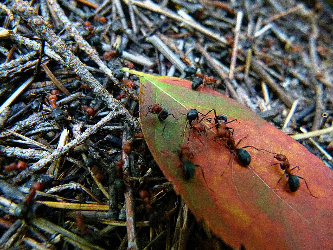 red black ant free photo
