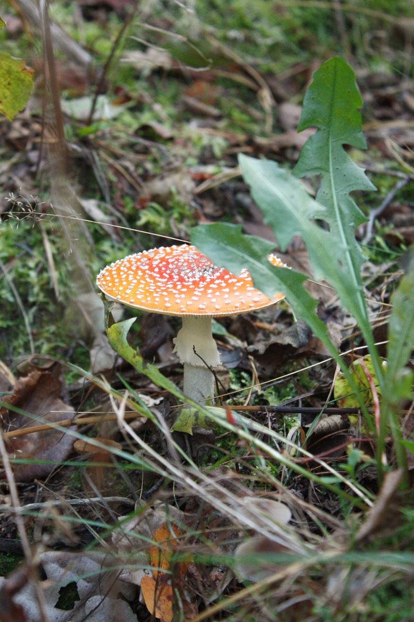 red mushroom toxic free photo