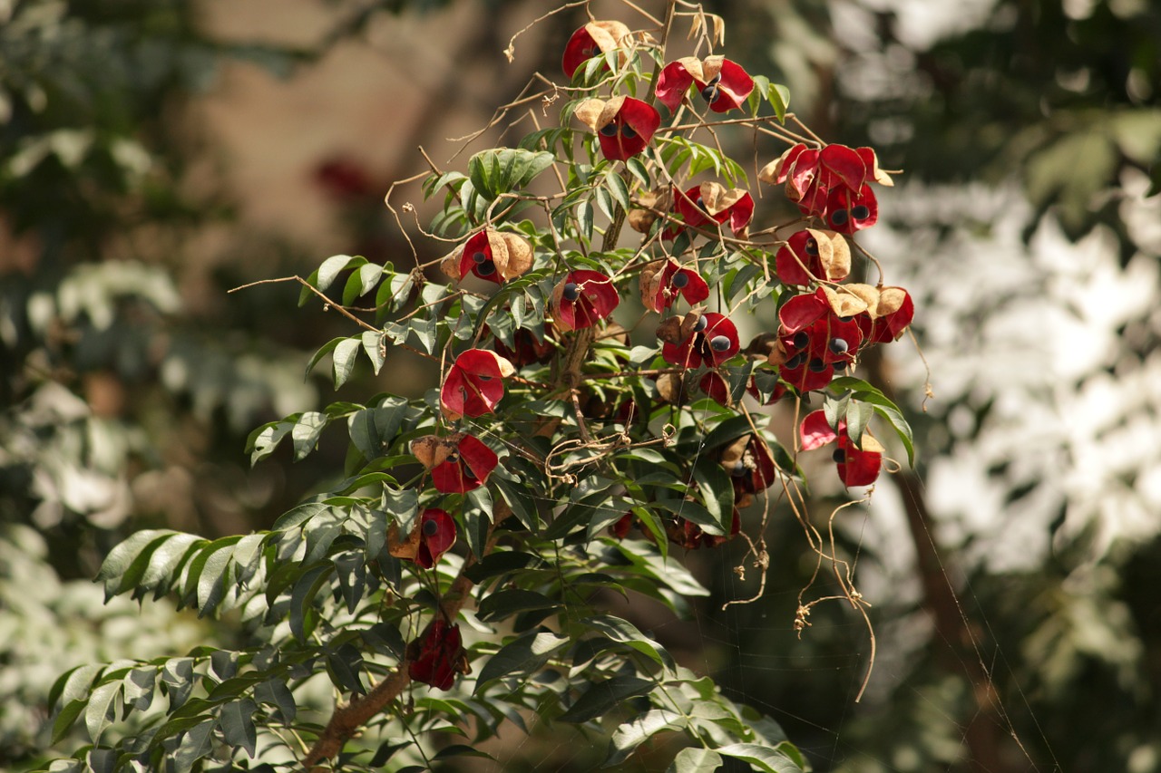 red flowers plant free photo