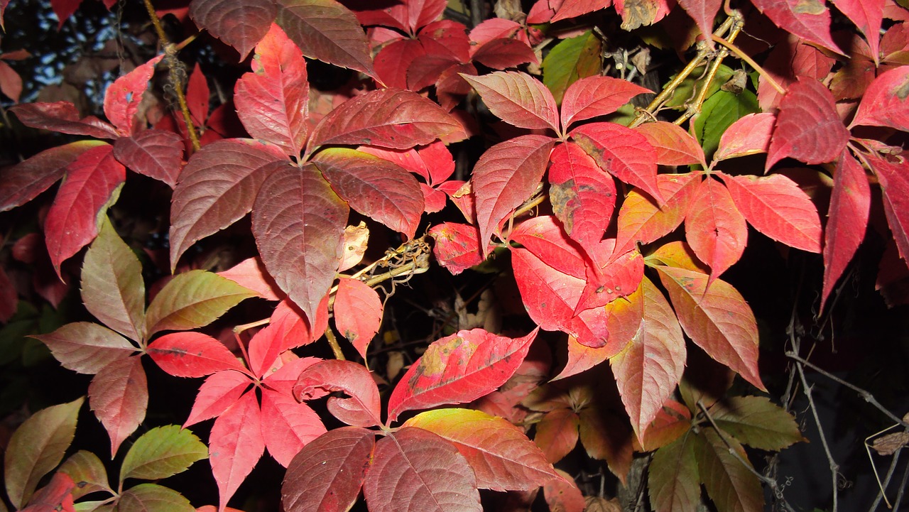 red leafs fall free photo