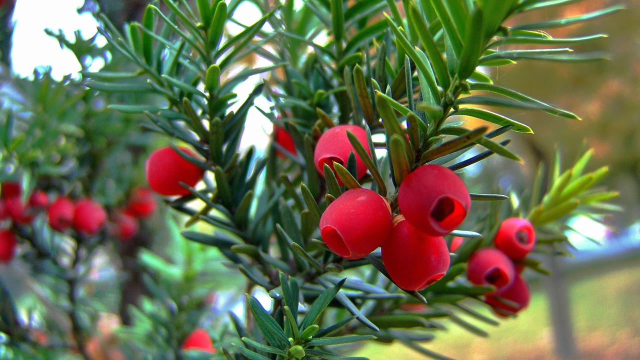 red berry yew tree fruit free photo