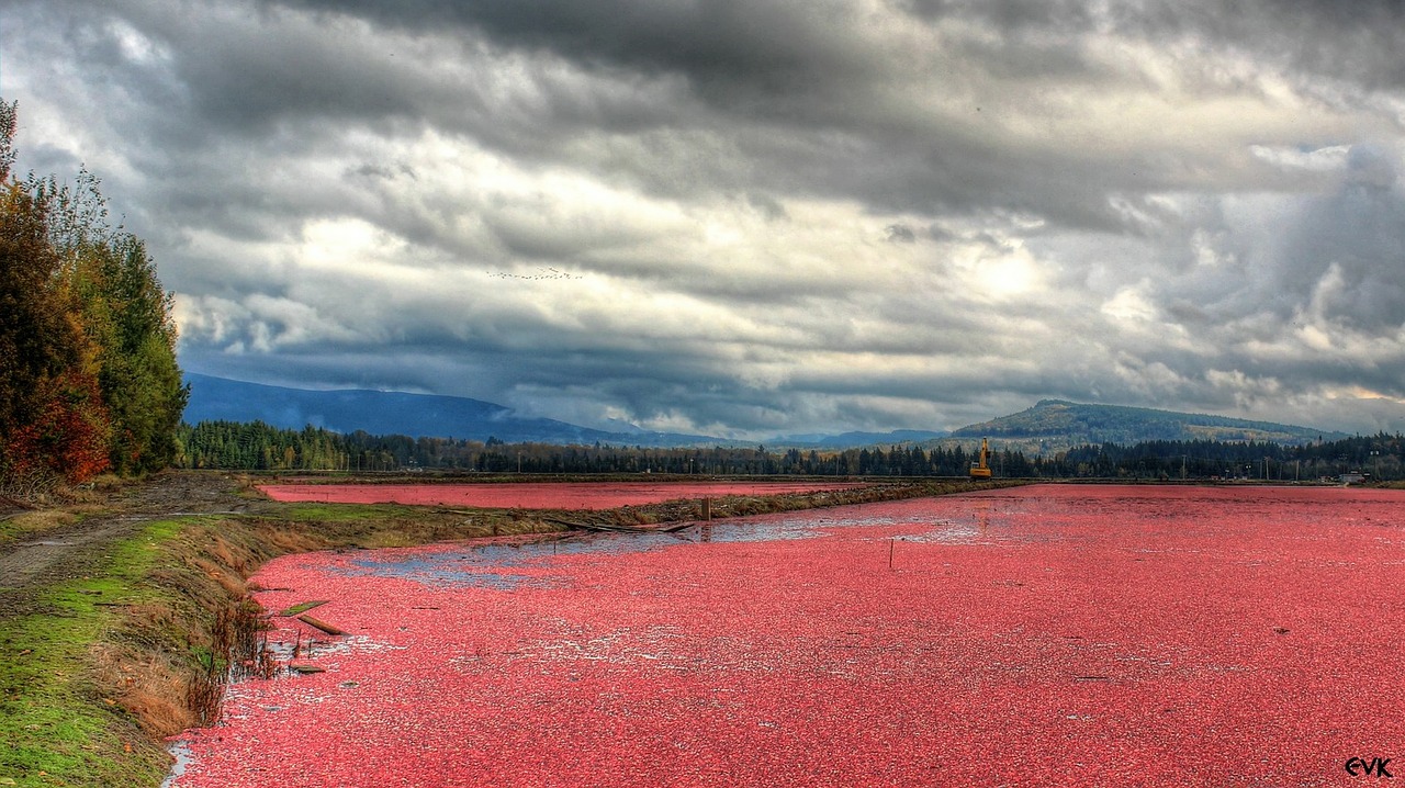 red cranberries fields free photo