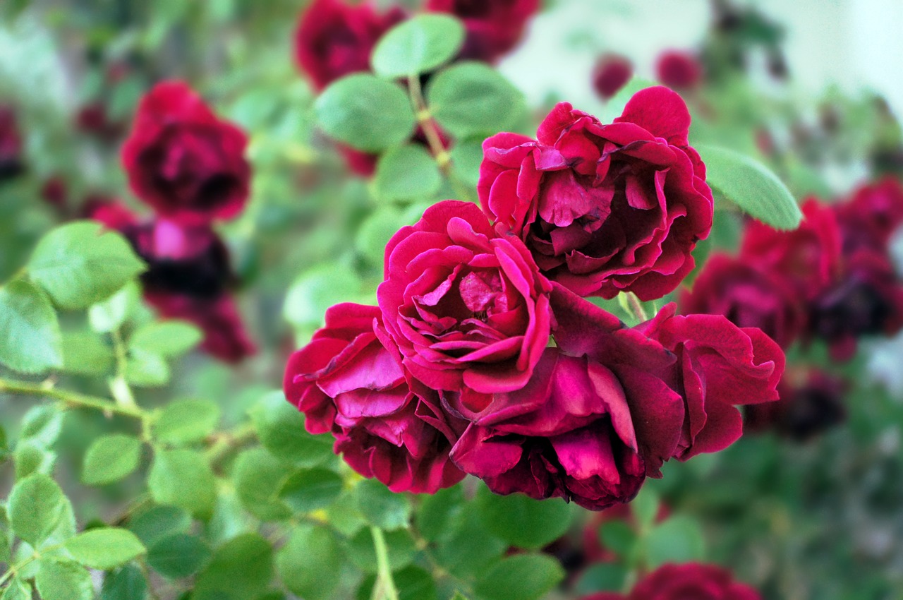 red roses bush free photo