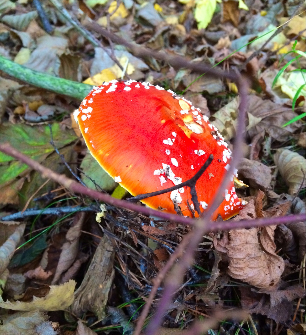 red mushroom autumn free photo