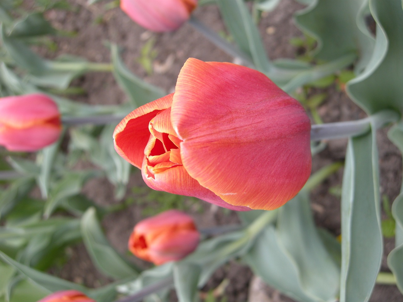 red flower tulip free photo