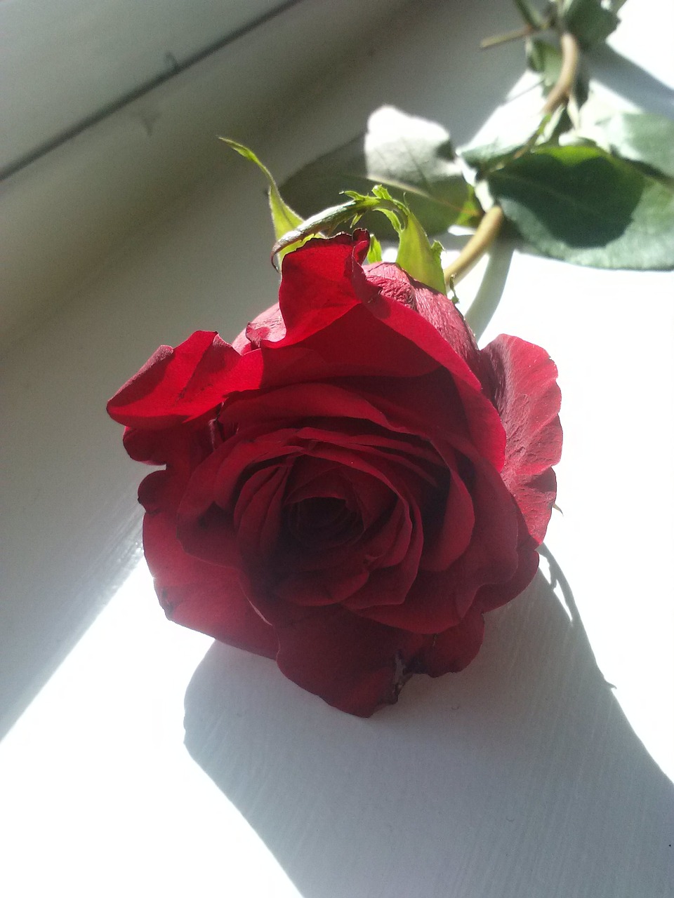 red rose romance free photo