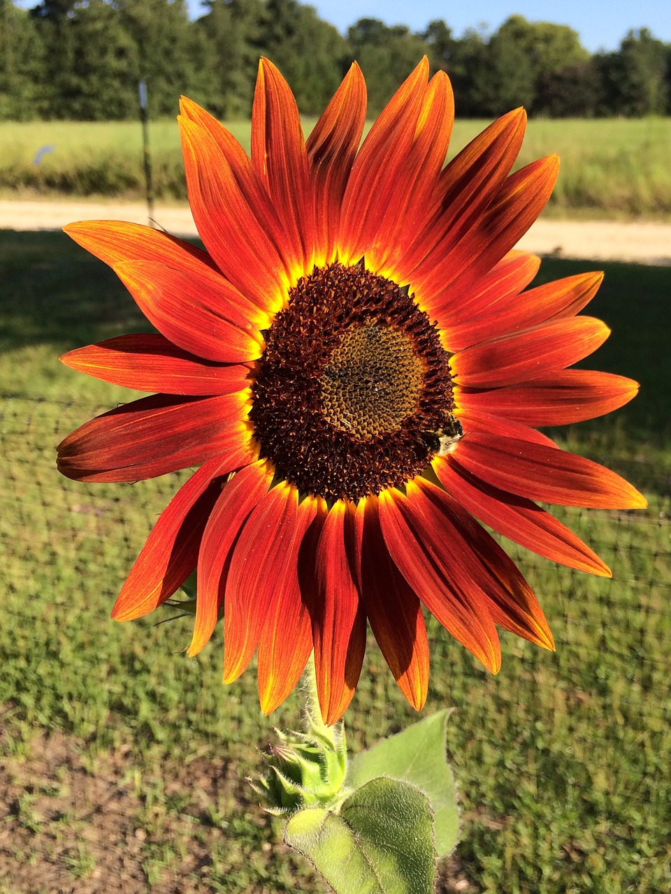 red sunflower red sunflower free photo