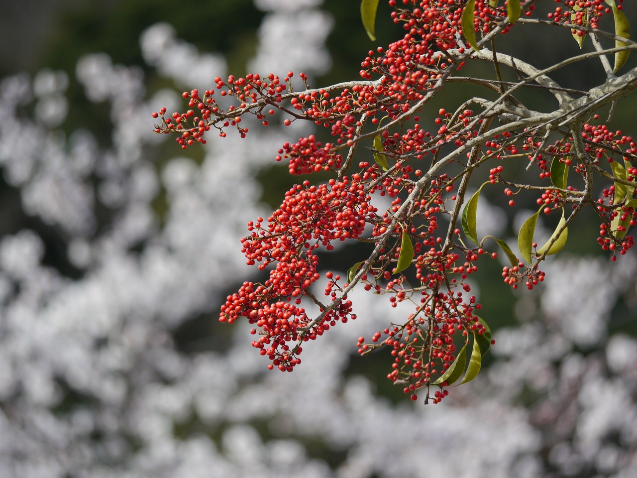 red real tree free photo