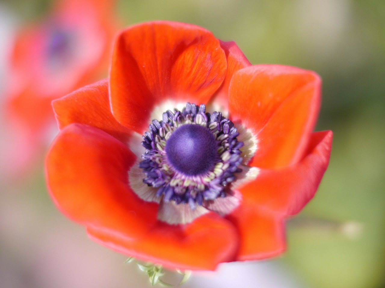 red flowers anemone free photo