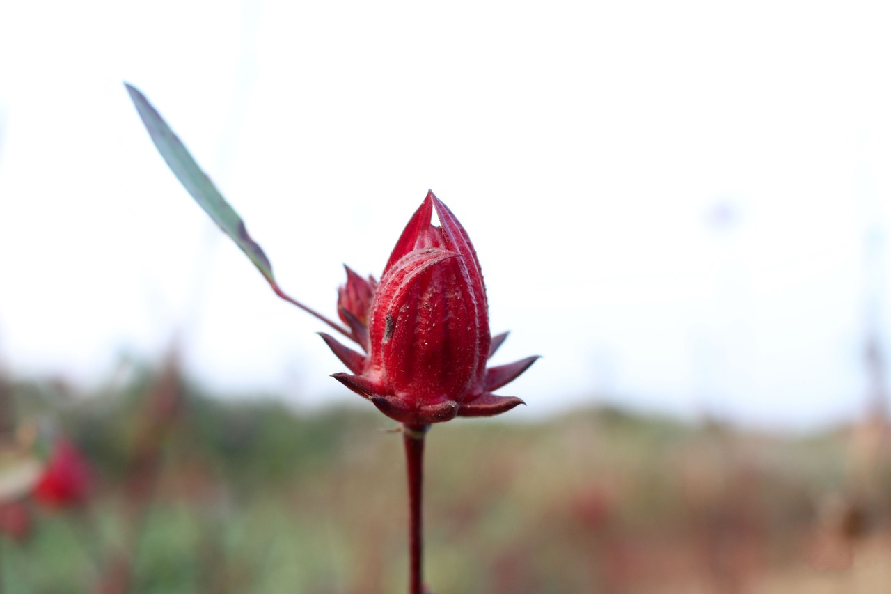 red vegetable flower food free photo