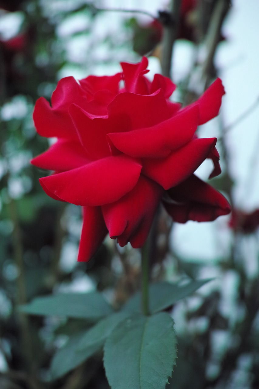 red roses bush free photo