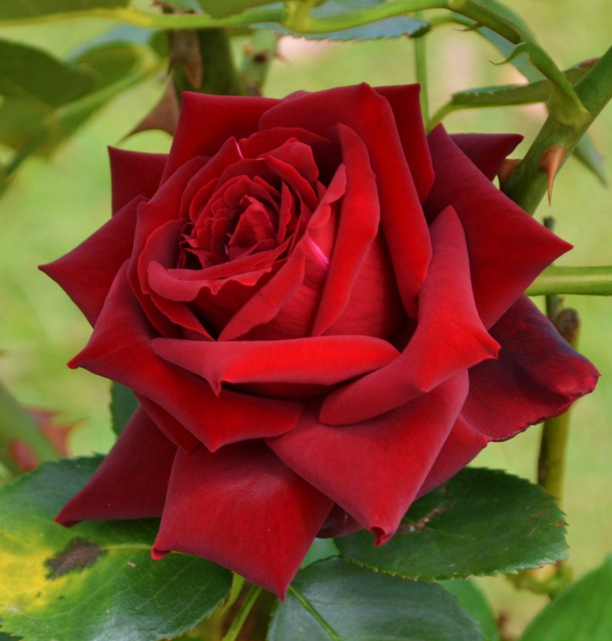 red rose flower free photo