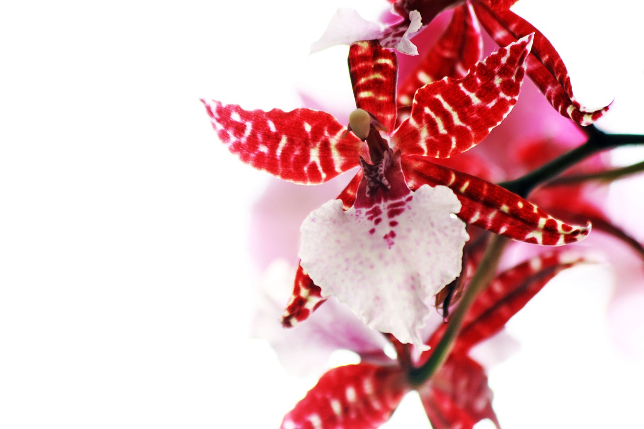 red pink orchid free photo