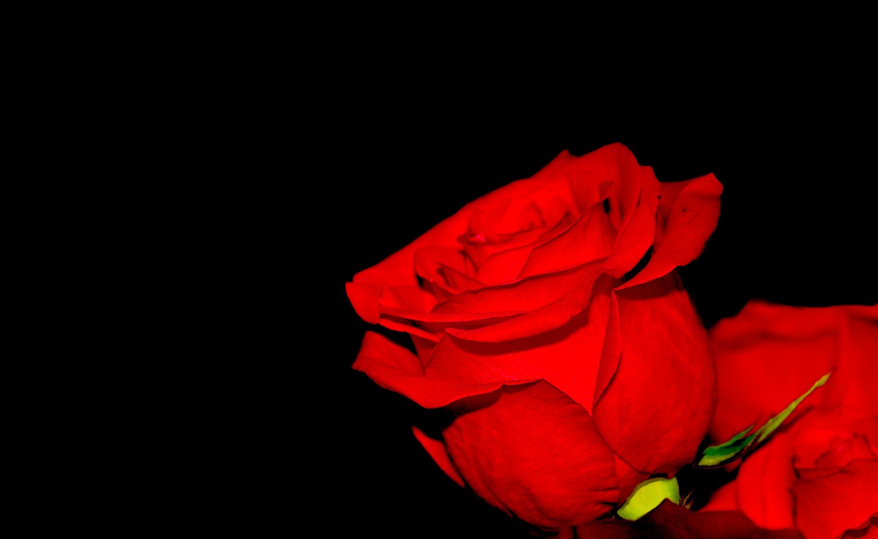 red rose flowers free photo