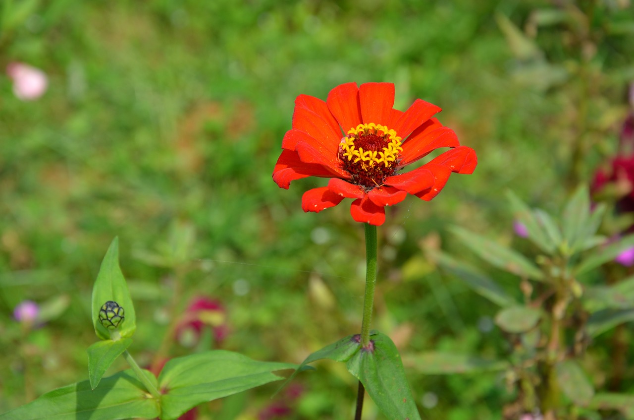 red flower red flowers free photo