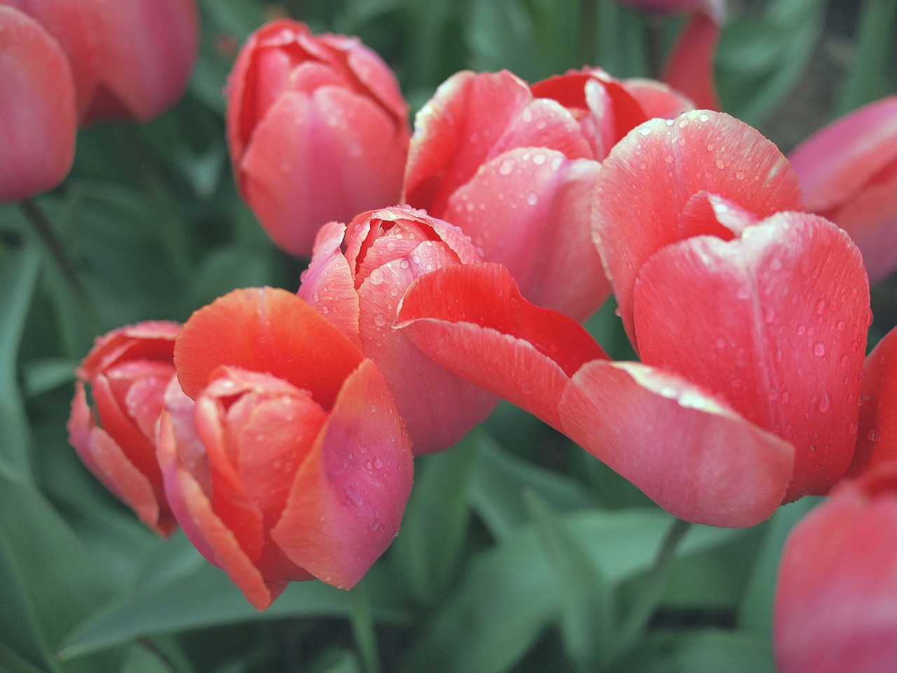 red tulips flowers free photo