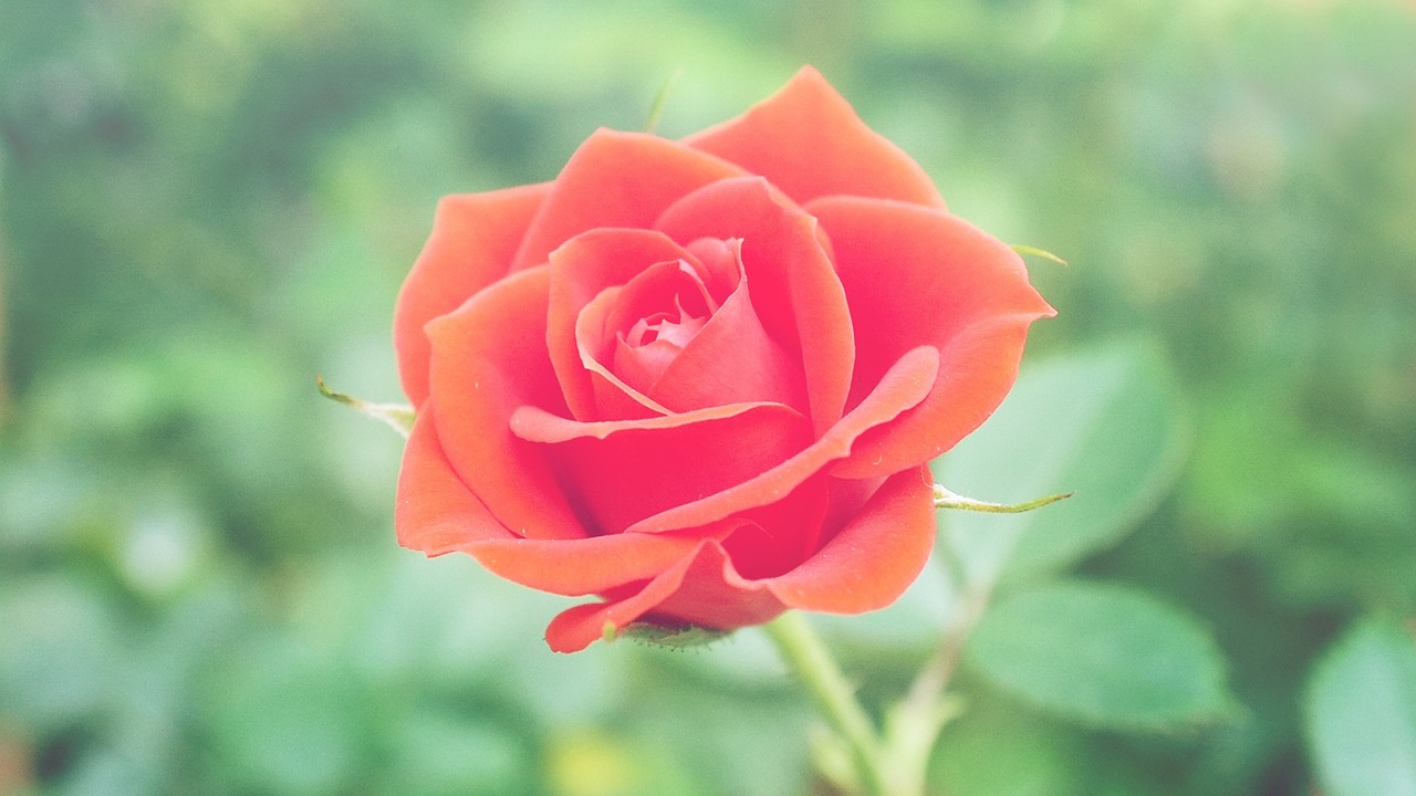 red rose flower free photo