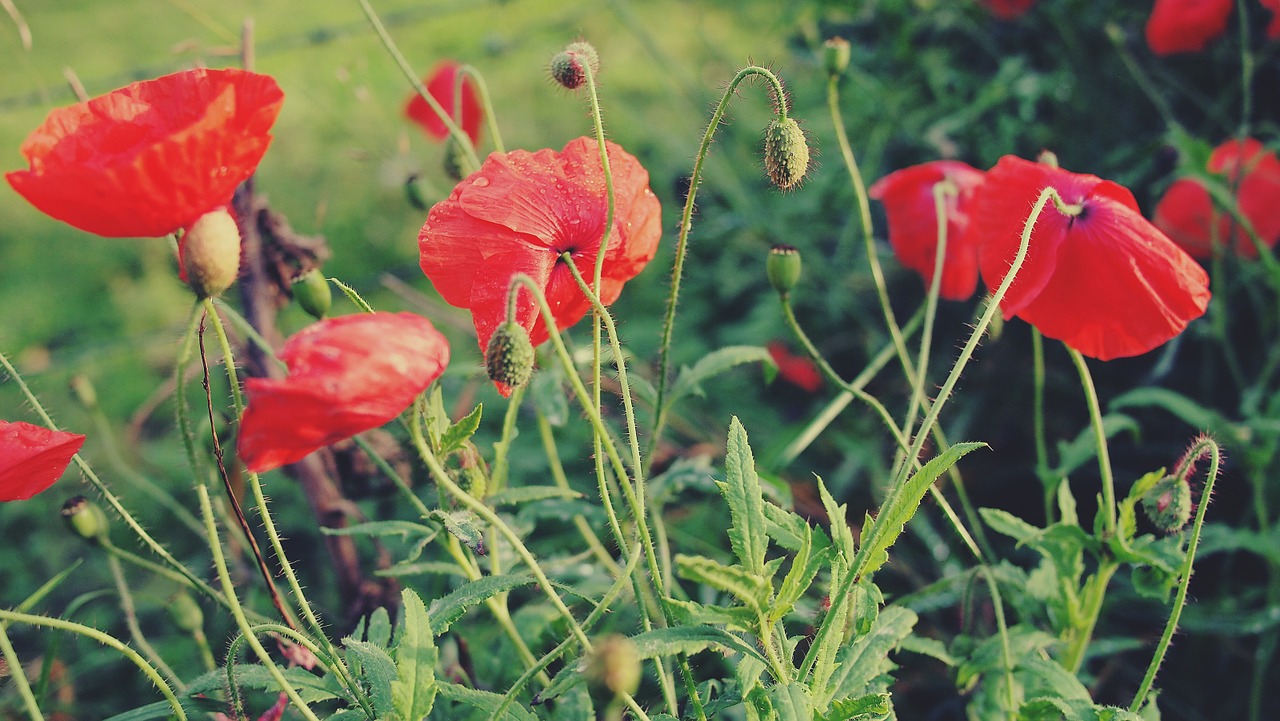 red poppies flowers free photo