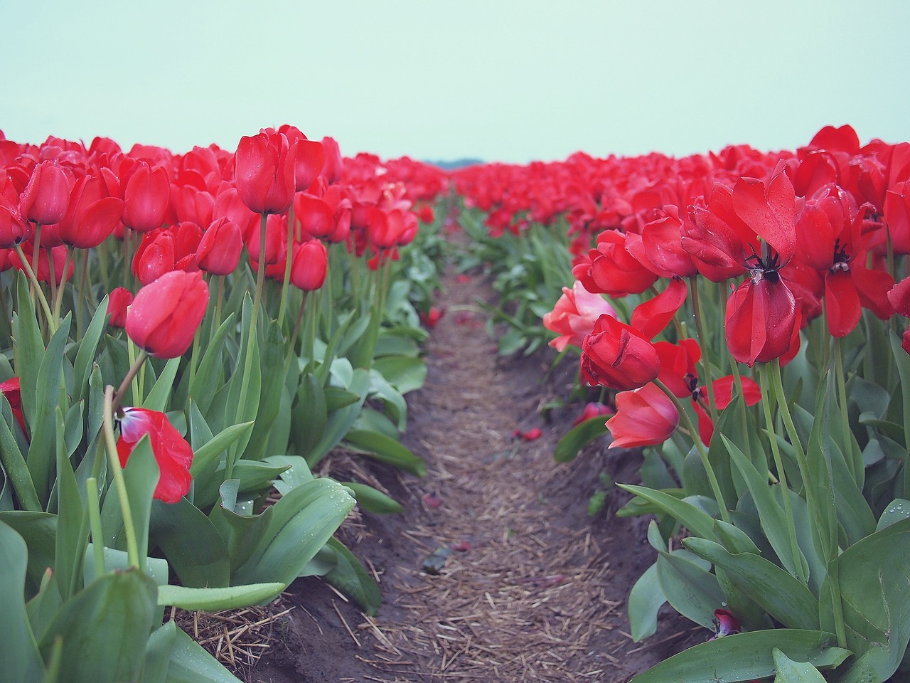 red tulips flowers free photo