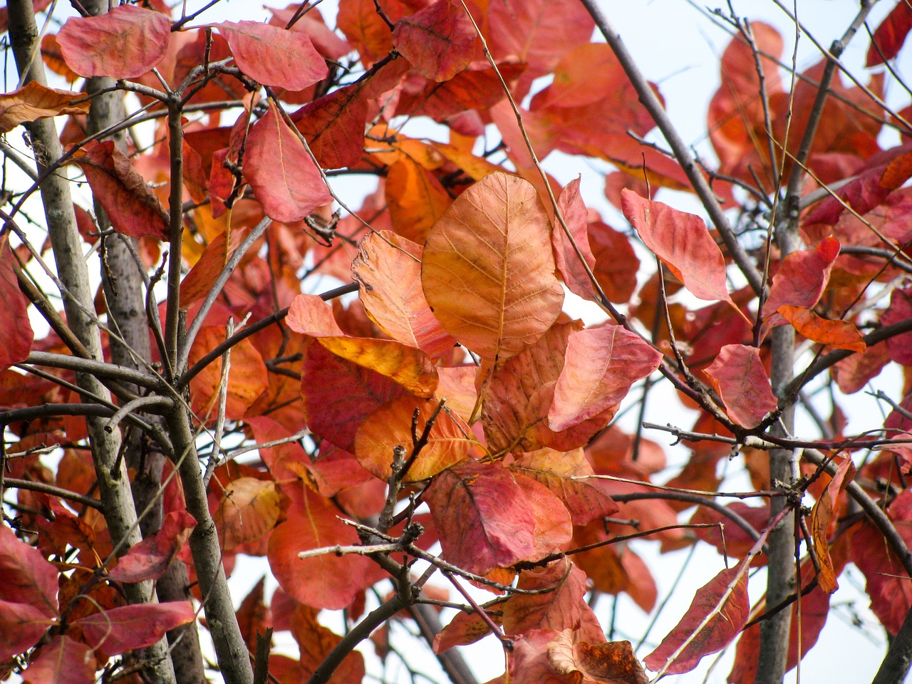 red leaves autumn free photo