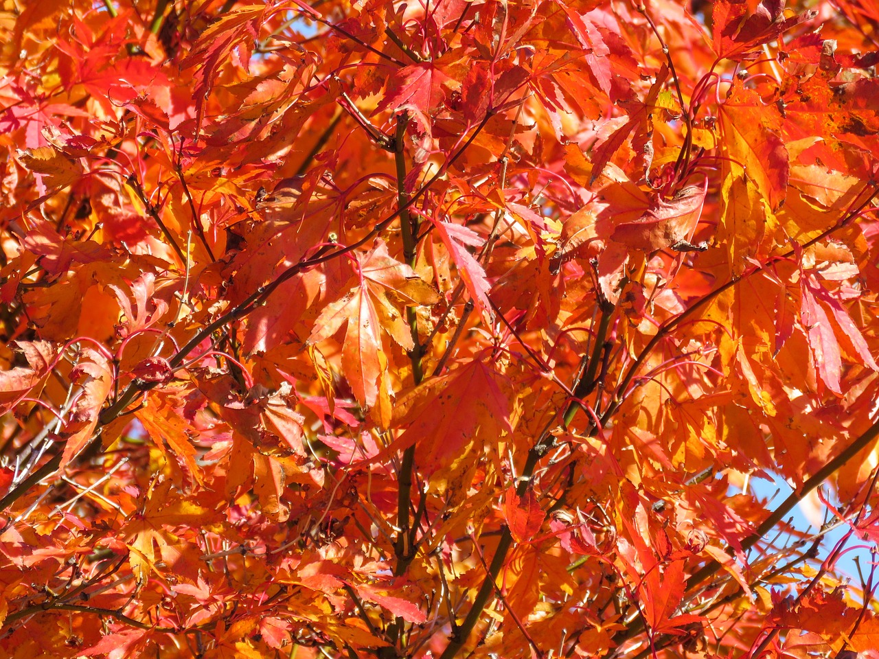 red leaves tree free photo