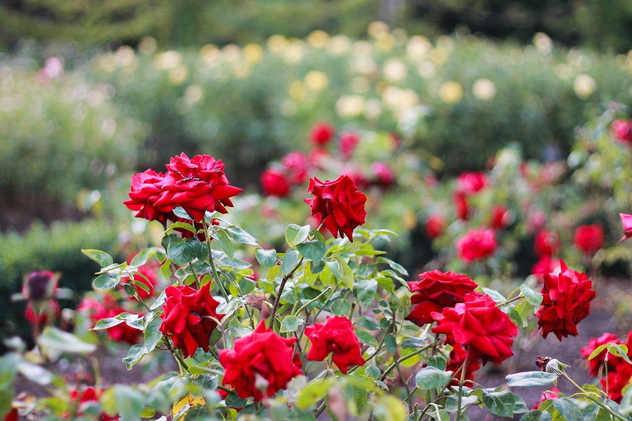 red flowers garden free photo