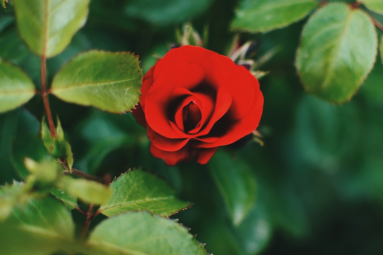 red rose plants free photo