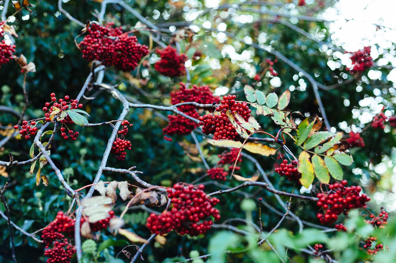 red berries fruits free photo