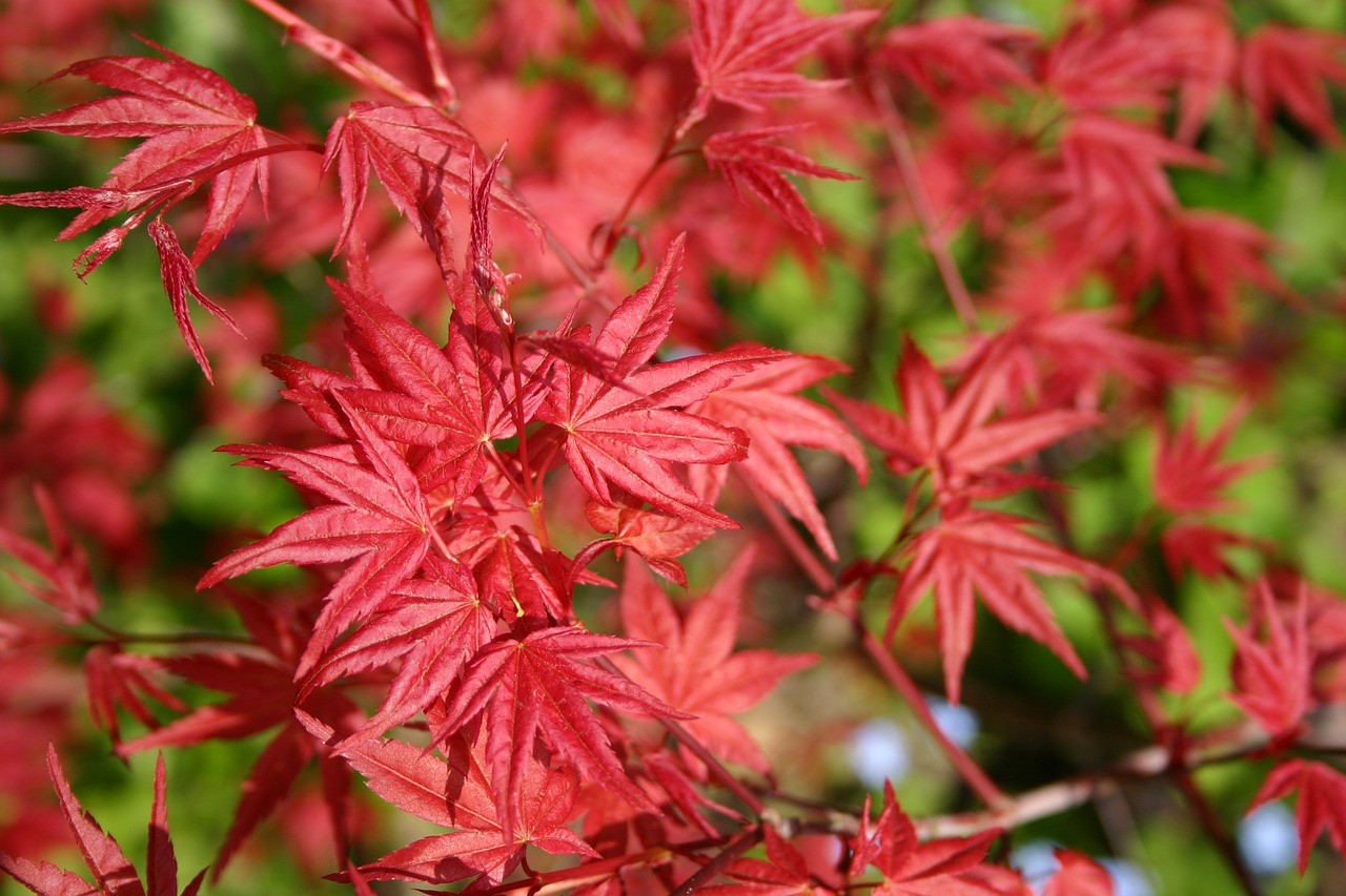 red nature leaves free photo