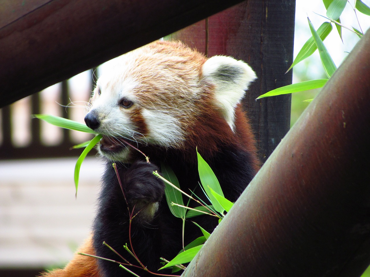 red panda red panda free photo