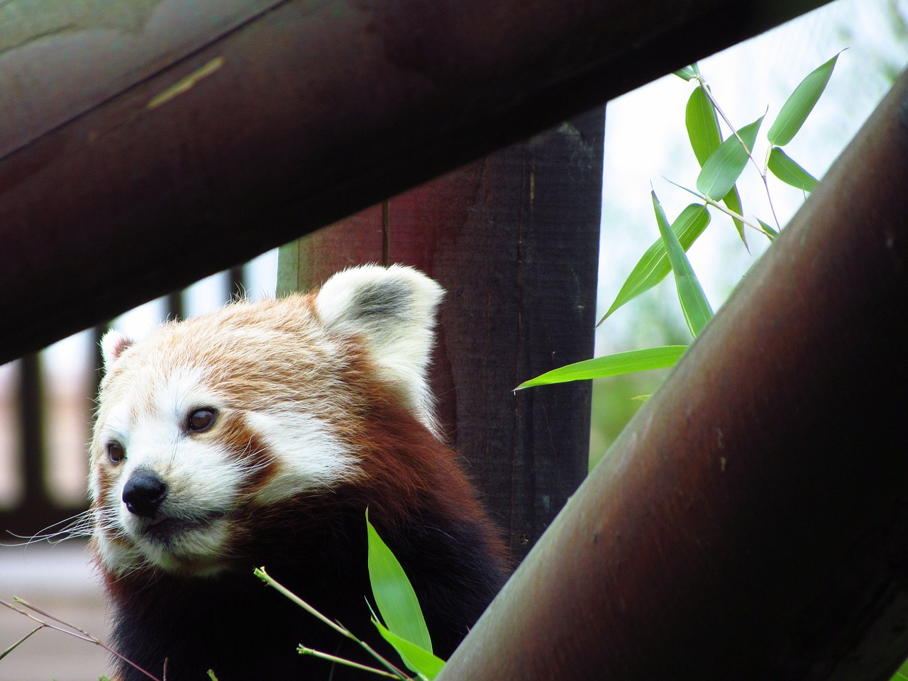 red panda red panda free photo