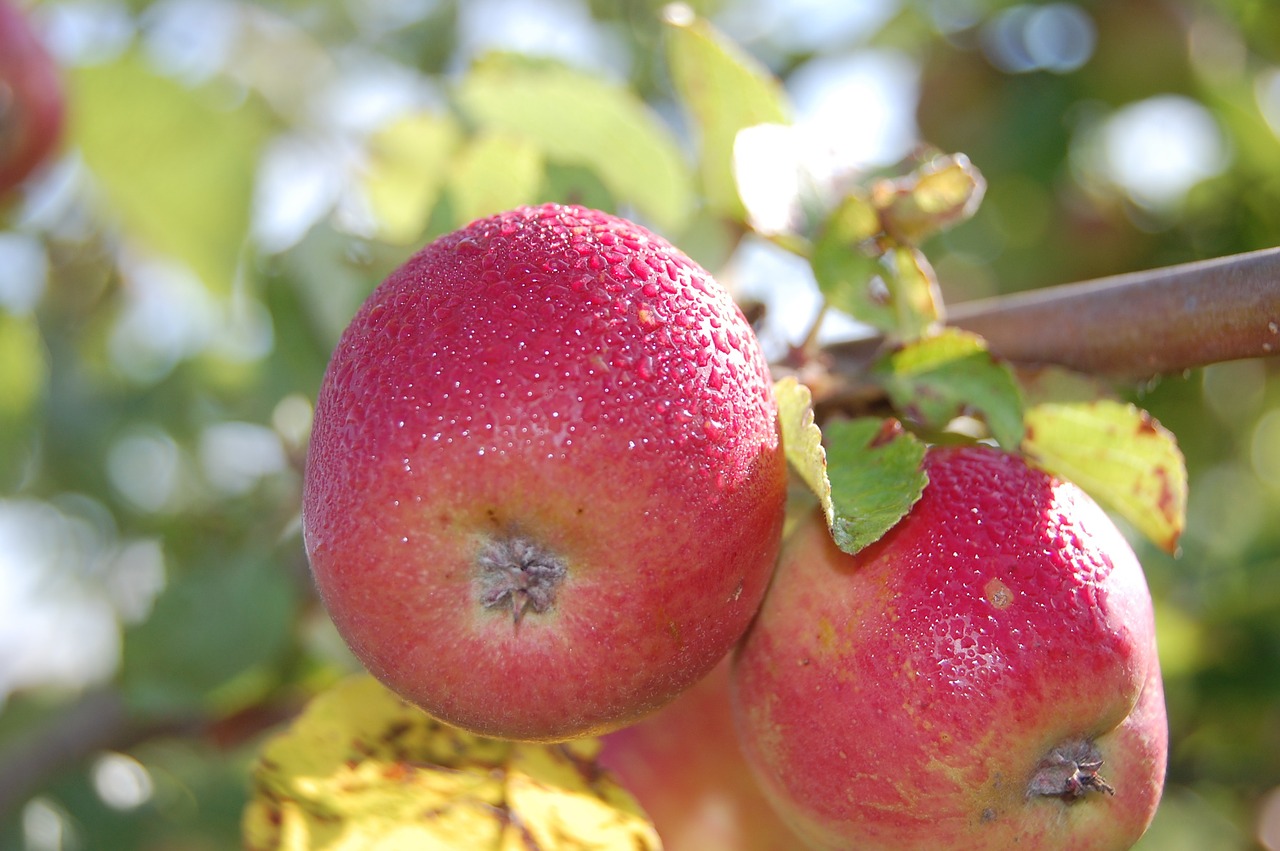 red apples green free photo