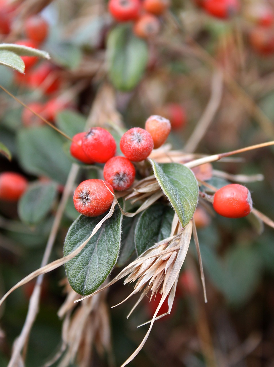 red berries plant free photo