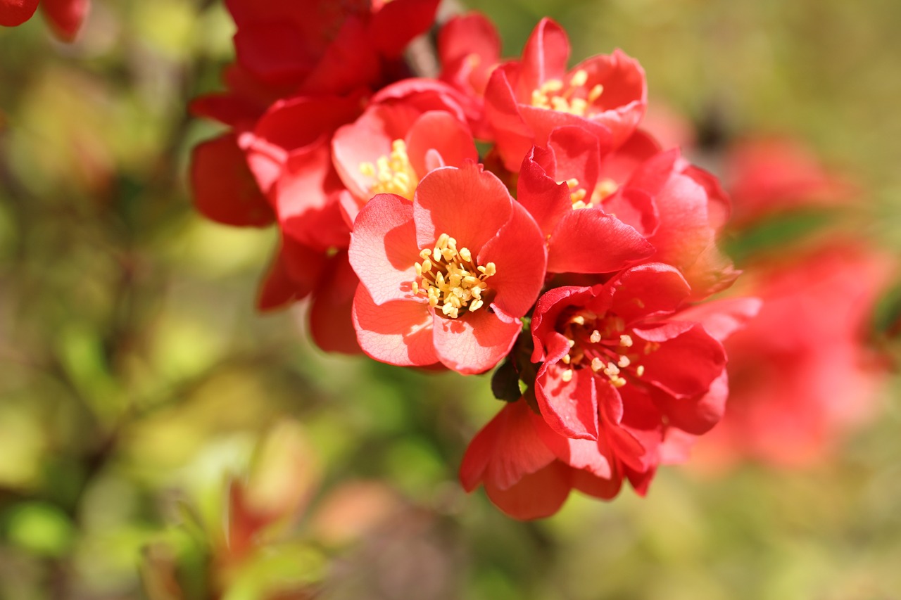 red flowers blossom free photo