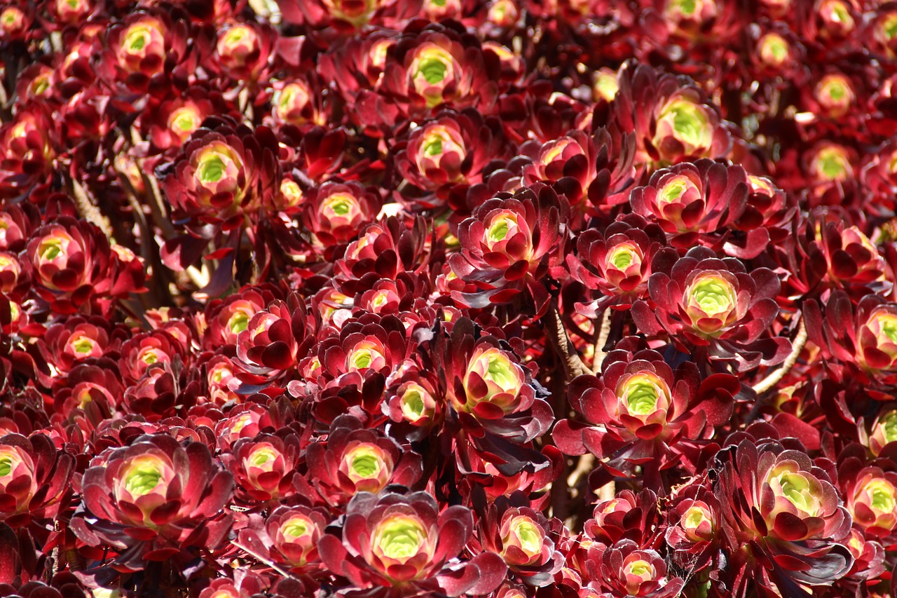 red bush flower free photo