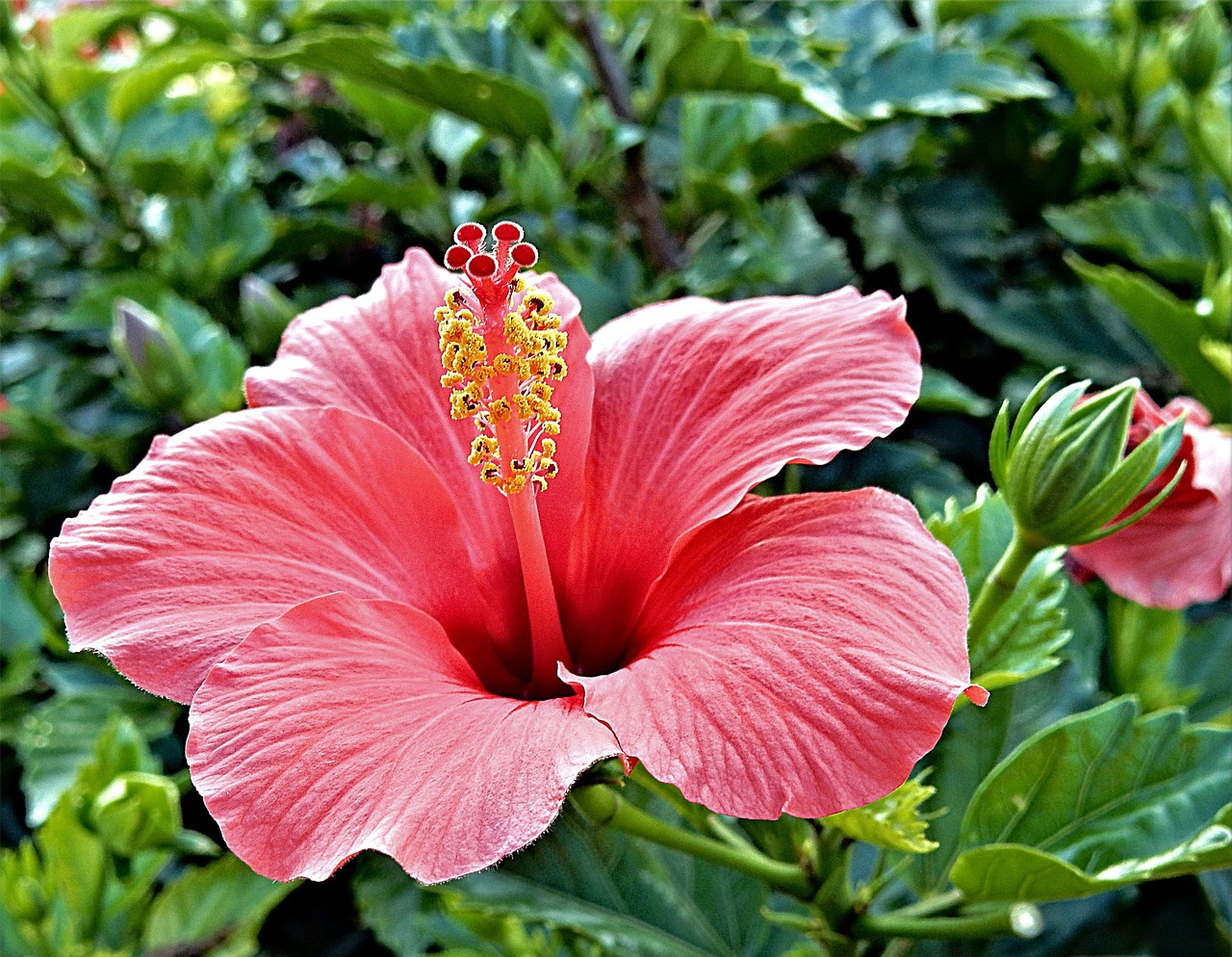 red hibiscus flower free photo