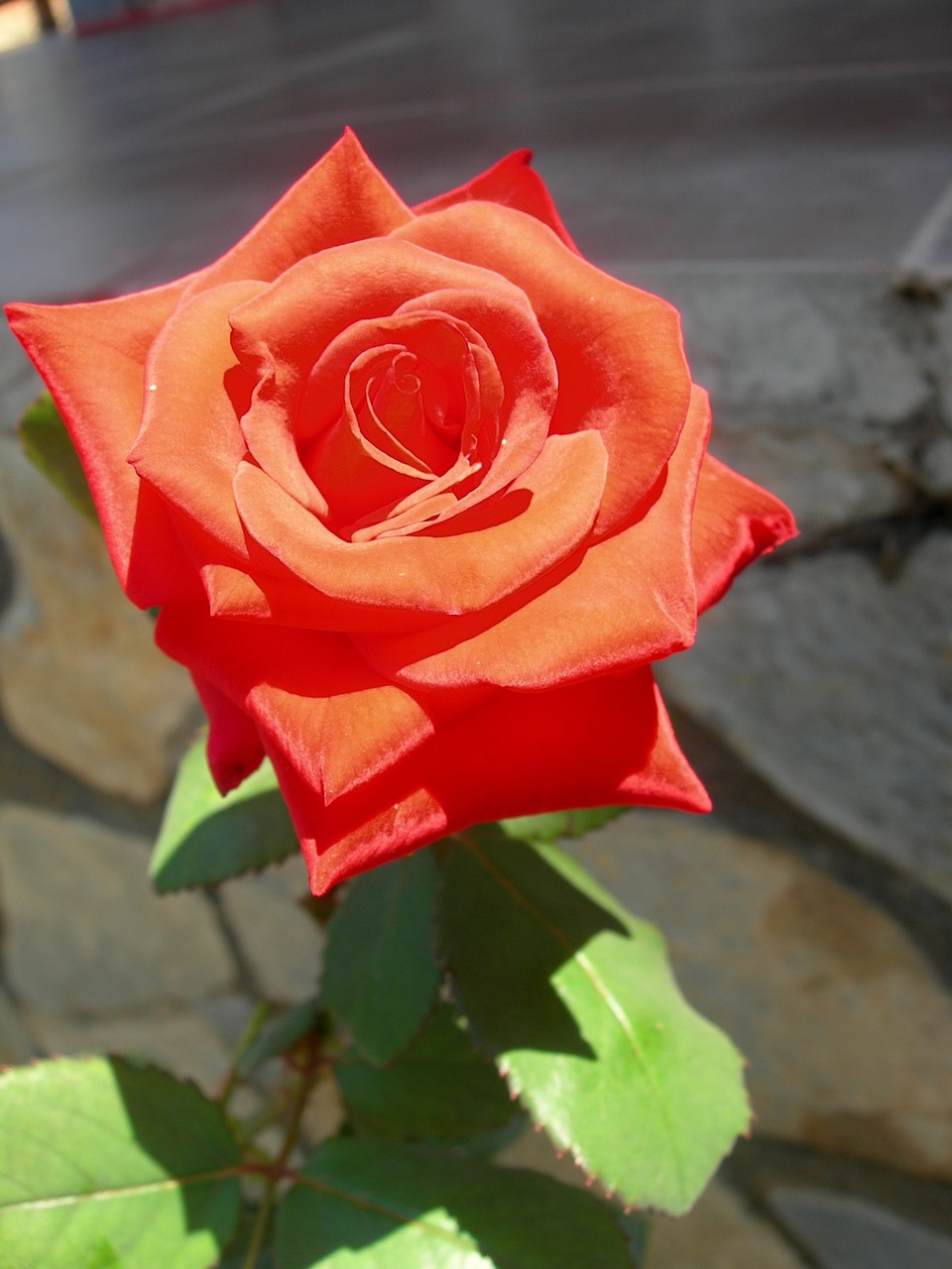 red rose flower free photo