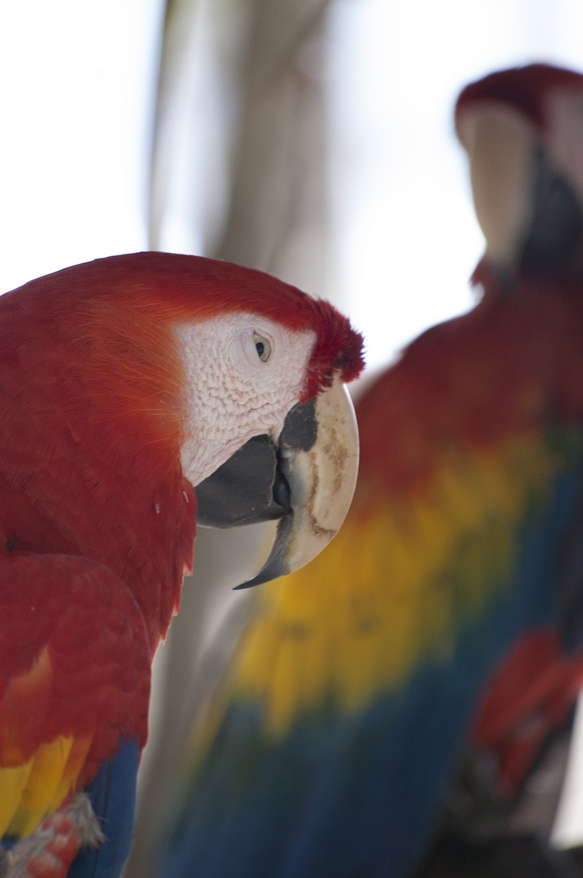 red bird parrot free photo