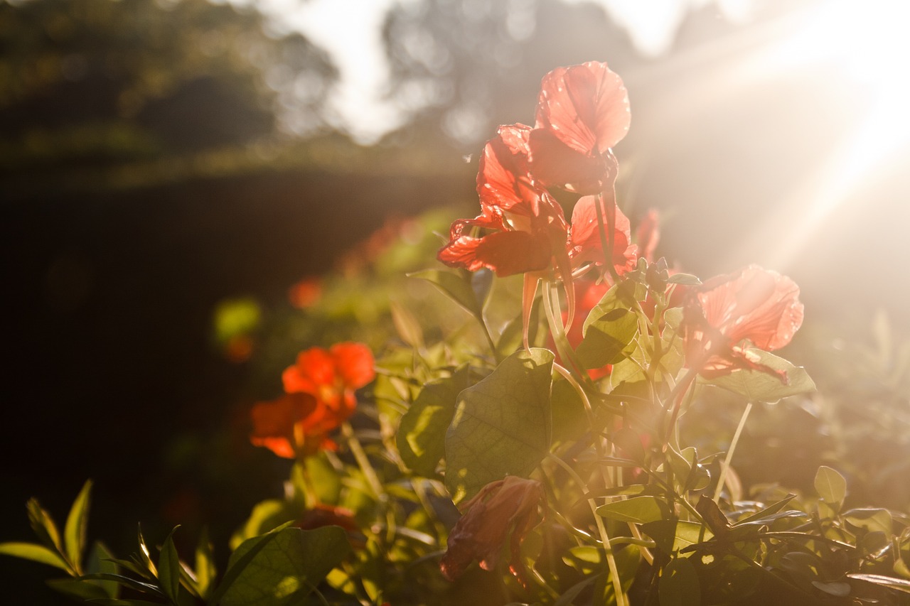 red flower flowers free photo